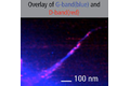 High resolution TERS map of carbon nanotubes on Au substrate. Resolution: ~10 nm